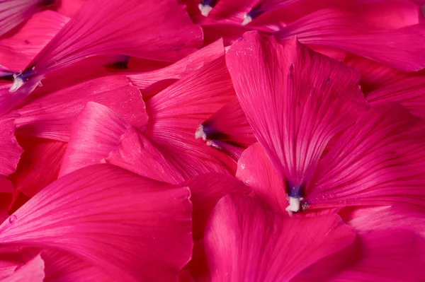 Textura Fondo Patrón Pétalos Flores — Foto de Stock