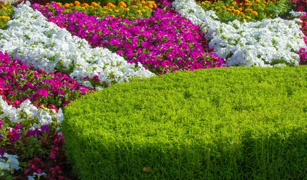 Çiçek Düzenlemesi Şehir Sokaklarına Renk Getiriyor Çiçekli Şehir Yatakları Çevresel — Stok fotoğraf