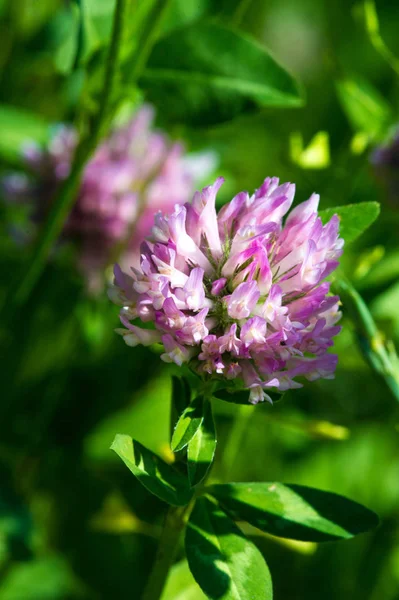 Clover Herbaceous Plant Pea Family Has Dense Globular Flower Heads — Stock Photo, Image