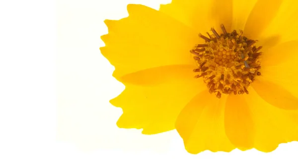 Λουλούδι Για Παρτέρι Κίτρινο Cosmos Είναι Ένα Γένος Ίδιο Κοινό — Φωτογραφία Αρχείου