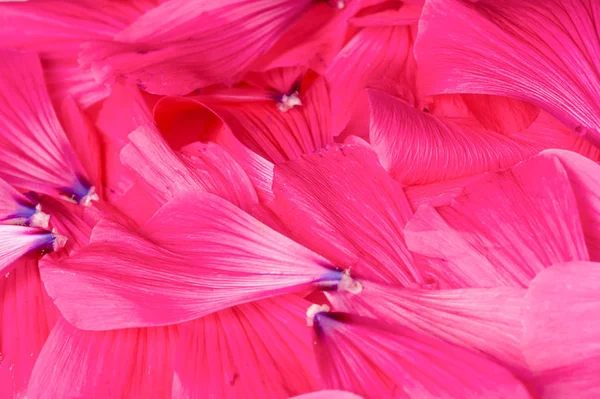 Textura Fondo Patrón Pétalos Flores — Foto de Stock