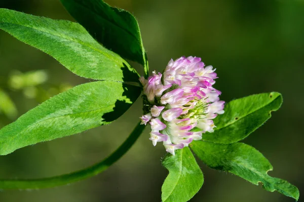 clover a herbaceous plant of the pea family that has dense, globular flower heads, and leaves that are typically three-lobed. It is an important and widely grown fodder and rotational crop.