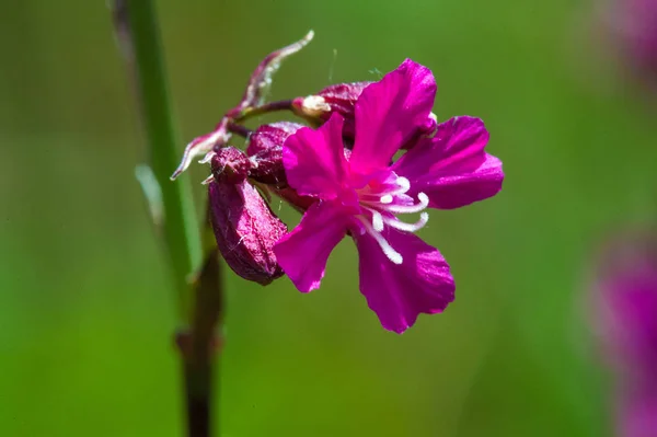 Silene Viscaria Sticky Catchfly Clammy Campion Flowering Plant Family Caryophyllaceae — Stock Photo, Image