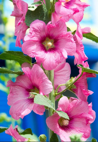 Althaea Officinalis Malva Pântano Uma Espécie Perene Nativa Europa Ásia — Fotografia de Stock