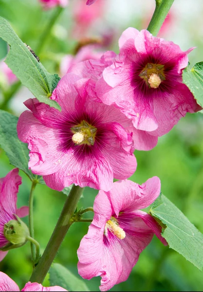 Althaea Officinalis Vagy Mályvacukor Európában Nyugat Ázsiában Észak Afrikában Őshonos — Stock Fotó