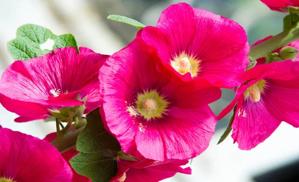 Althaea Officinalis Vagy Mályvacukor Európában Nyugat Ázsiában Észak Afrikában Őshonos — Stock Fotó