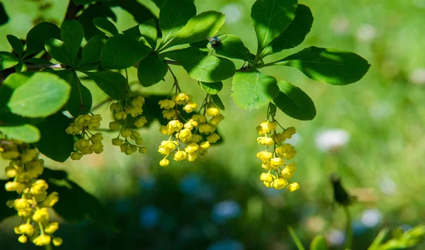 Berberis Vulgaris European Barberry Simply Barberry Shrub Genus Berberis Produces — Stock Photo, Image