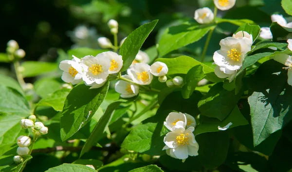 Jasmine Old World Shrub Climbing Plant Bears Fragrant Flowers Used — Stock Photo, Image