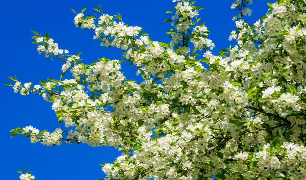 Apple Flowers, Apple blossom. in the sunshine over natural green background.  tree white blossoms in Spring.