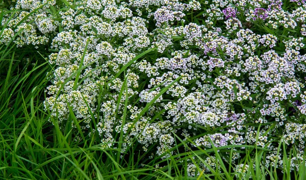 洛布利亚雪公主甜蜜的艾莉丝苏姆 这是一个精致的地毯 由微小的花朵和微妙的 甜蜜的香气组成 在生长季节的大部分时间里 低矮的叶子上都长满了花 — 图库照片