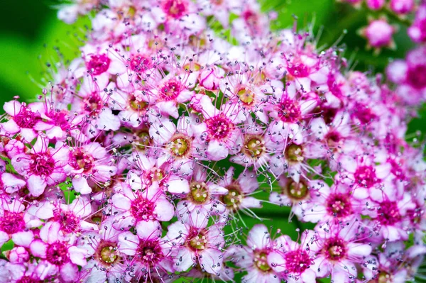 Spiraea Japonica Pajiște Japoneză Spirea Japoneză Sau Coreeană Este Plantă — Fotografie, imagine de stoc