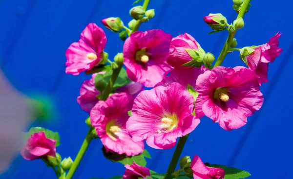 Althaea Officinalis Veya Marsh Mallow Otçullukta Kökten Yapılan Süs Bitkilerinde — Stok fotoğraf