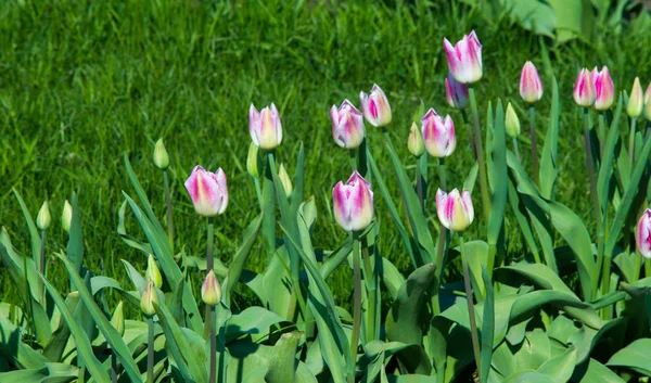 Tulipány Tulipa Tvoří Rod Trvalých Bylinných Cibulovitých Cibulovitých Geofytů Jarního — Stock fotografie