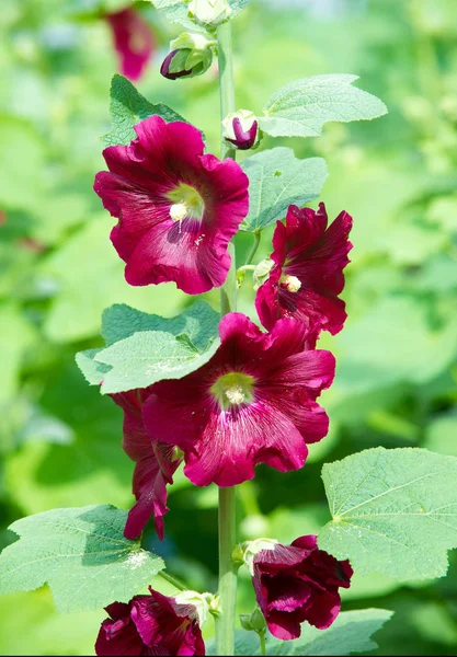 Althaea Officinalis Marsh Mallow 서유럽 북아프리카의 토착종으로 탈장론에 사용되고 장식용 — 스톡 사진