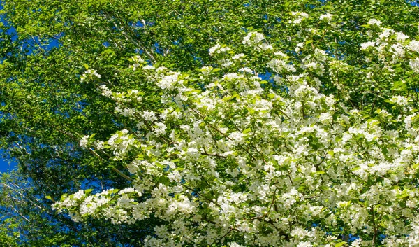 Apfelblüten Apfelblüten Der Sonne Über Naturgrünem Hintergrund Baum Weiß Blüht — Stockfoto