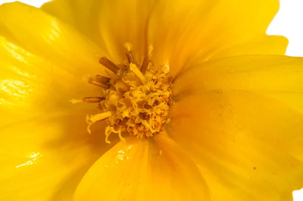 Blume Für Das Blumenbeet Gelber Kosmos Ist Eine Gattung Mit — Stockfoto
