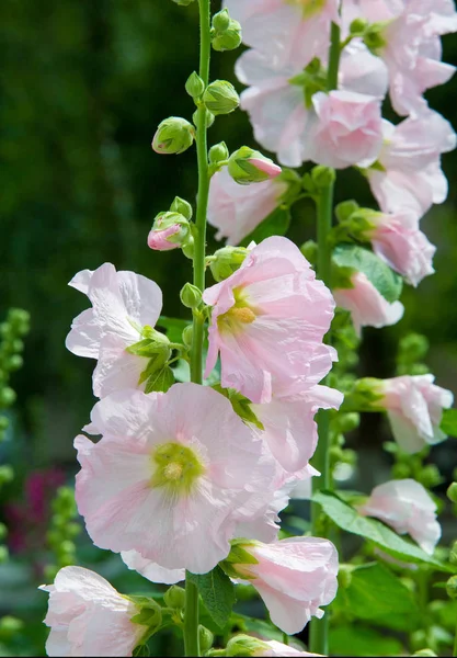 Althaea Officinalis Marsh Mallow 서유럽 북아프리카의 토착종으로 탈장론에 사용되고 장식용 — 스톡 사진