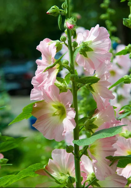 Althaea Officinalis Marsh Mallow 서유럽 북아프리카의 토착종으로 탈장론에 사용되고 장식용 — 스톡 사진