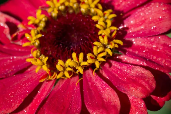 Flower Zinnia Native Scrub Southwest United States South America Center — Stock Photo, Image