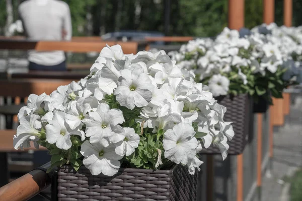 Petunia Los Mayas Incas Creían Que Las Petunias Tenían Poder — Foto de Stock