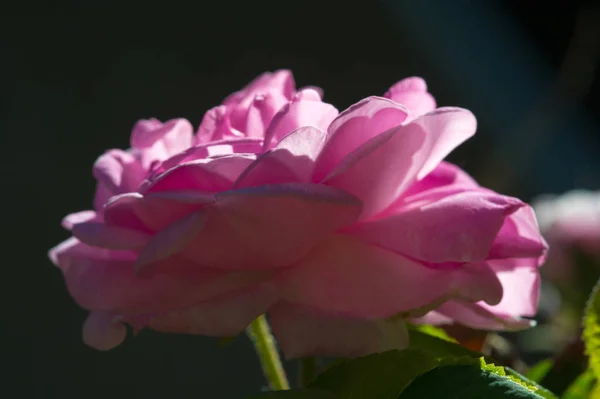 Rose Enroulement Rose Est Une Plante Vivace Vivace Genre Rose — Photo