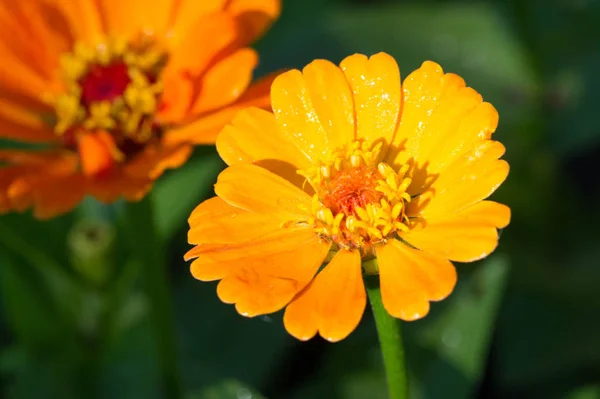 Kwiat Cynnia One Rodzime Dla Peeling Południowo Zachodnich Stanów Zjednoczonych — Zdjęcie stockowe