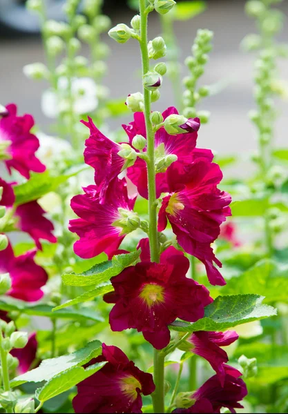 Althaea Officinalis Marsh Mallow Perennial Species Indigenous Europe Western Asia — ストック写真