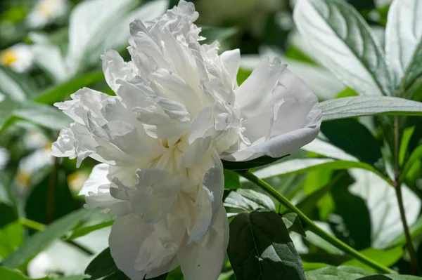 Peonía Peonía Una Planta Con Flores Perteneciente Género Paeonia Única — Foto de Stock