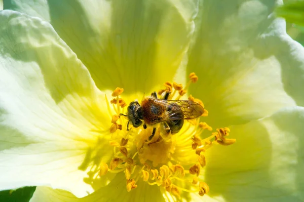 Růžové Kyčle Obsahují Karotenoid Beta Karoten Lutein Zeaxanthin Lykopen Které — Stock fotografie