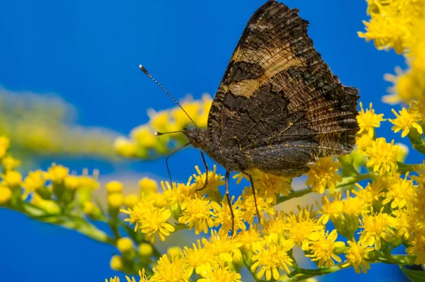 Flower Solidago Commonly Called Goldenrods Comes North America Including Mexico — Stock Photo, Image