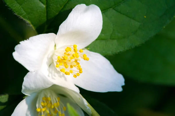 Philadelphus Llaman Mock Orange Referencia Sus Flores Que Especies Silvestres —  Fotos de Stock