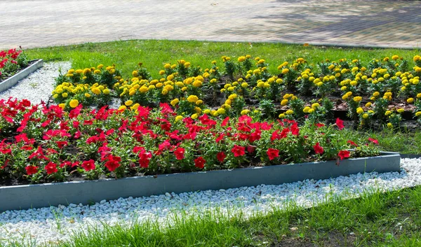 花卉园林绿化通过社区参与和竞争的挑战 给城市街道 开满鲜花的城市床 环境责任和美化带来了五彩缤纷的色彩 — 图库照片