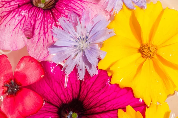 Flores Campo Pradera Arrancadas Fotografiadas Agua Colores Brillantes Pétalos Separables — Foto de Stock