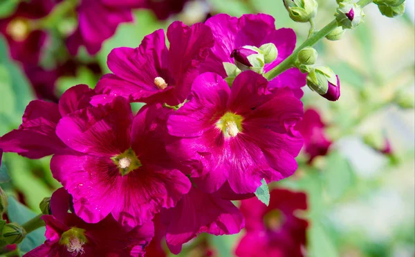 Althaea Officinalis Veya Marsh Mallow Otçullukta Kökten Yapılan Süs Bitkilerinde — Stok fotoğraf