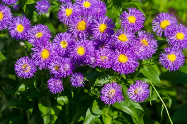The name Aster comes from the Greek word , which means the star, which means the shape of the flower head. Varieties are popular as garden plants because of their attractive and vibrant colors