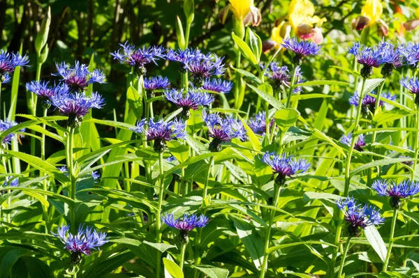 Blue Cornflower Its Popularity United States Canada Britain Australia High — Stock Photo, Image