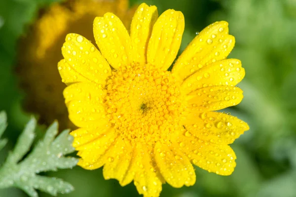 Coreopsis Calliopsis Tickseed Coréopsis Amérique Nord Peut Être Trouvé Dans — Photo