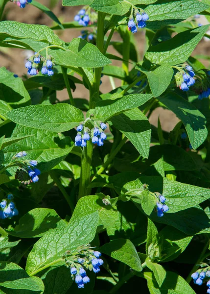 Symphytum Originally Flowering Plants Borage Family Boraginaceae Known Collectively Comfrey — Stock Photo, Image