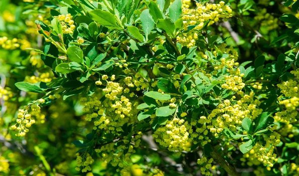 柏柏尔 Berberis Vulgaris 是柏柏尔属的一种灌木 它生产可食用的丁酸浆果 它在许多国家因其果实而被种植 — 图库照片