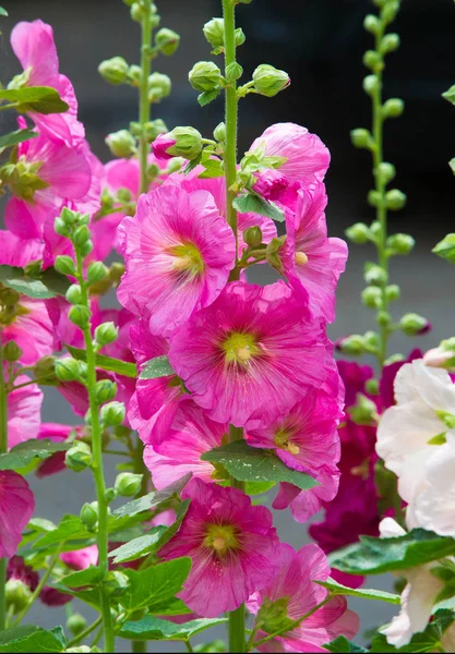 Althaea Officinalis Malva Pântano Uma Espécie Perene Nativa Europa Ásia — Fotografia de Stock