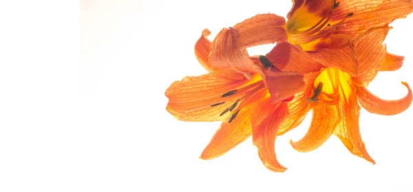 Lilie Lilium Lily Květiny Jsou Velké Často Voňavé Jsou Předkládány — Stock fotografie