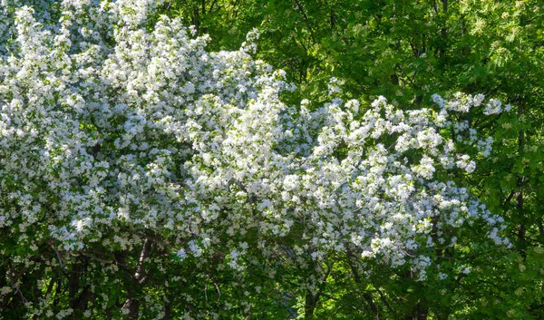 Appelbloemen Appelbloesem Zon Natuurlijke Groene Achtergrond Boom Witte Bloemen Het — Stockfoto