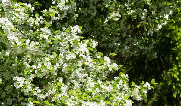 Fleurs Pomme Fleur Pomme Soleil Sur Fond Vert Naturel Les — Photo