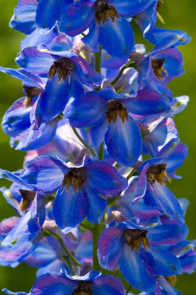 Delphinium Genus 300 Species Perennial Flowering Plants Family Ranunculaceae Native — Stock Photo, Image
