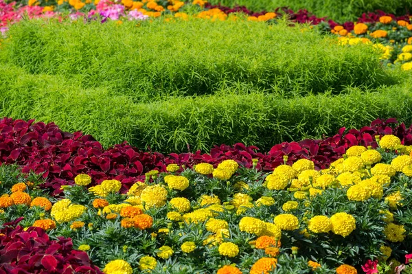 Stadtfotografie Blumenbeete Der Stadt Sonniger Tag Gute Laune — Stockfoto
