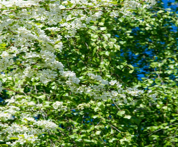 Apple Flowers, Apple blossom. in the sunshine over natural green background.  tree white blossoms in Spring.