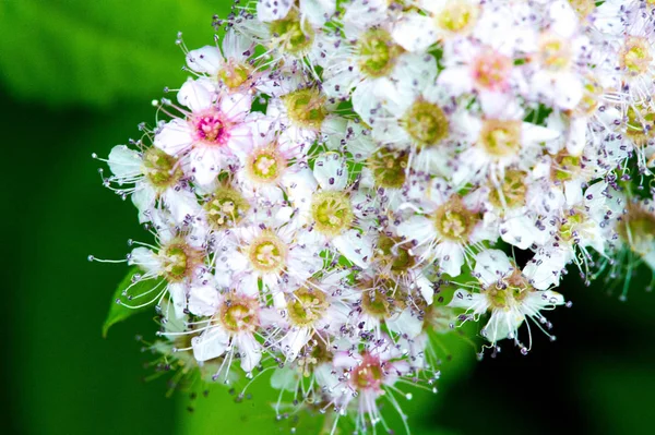 Спирея Обыкновенная Японская Японская Спирея Корейская Растение Семейства Rosaceae Синонимы — стоковое фото