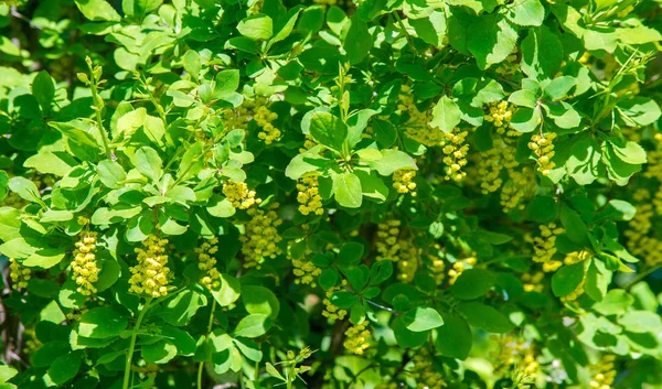 Berberis Vulgaris Európai Borbély Vagy Egyszerűen Borbolya Berberis Nemzetségbe Tartozó — Stock Fotó