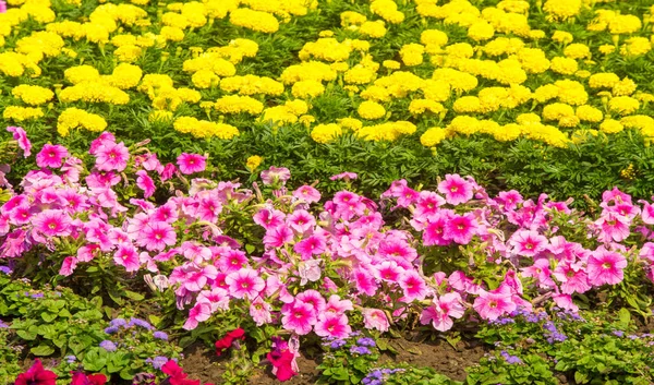 Floral Landscaping Brings Riot Color City Streets City Beds Flowers — Stock Photo, Image