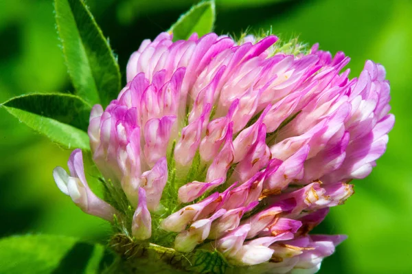 エンドウ科の草本植物で 高密度で球形の花の頭を持ち 葉は通常3裂します 重要かつ広く栽培されている飼料と回転作物です — ストック写真